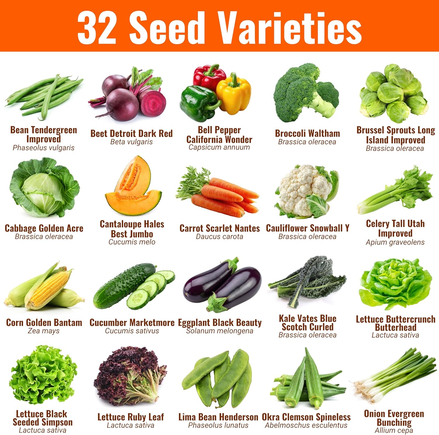 Open Seed Vault |15,000 Heirloom Seeds | 32 Seed Types | Survival Seeds | 2026 Season | Non GMO Vegetable and Fruit Seeds | Planting Outdoor & Indoor Garden - Image 2