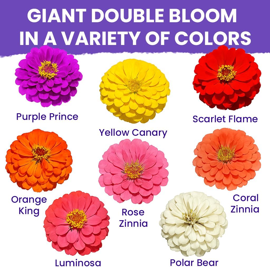 NatureZ Edge Zinnia Seeds for 2026 Planting Outdoors, Over 4000 Flower Seeds, 1 Oz, Non GMO Made in USA, Bulk Semillas De Flores para Sembrar, California Giants, Easy to Grow Zinnia Seed Mix - Image 3