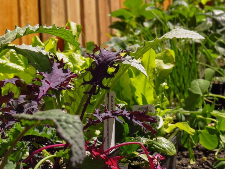 How to Select the Right Soil for Your Plants’ Needs