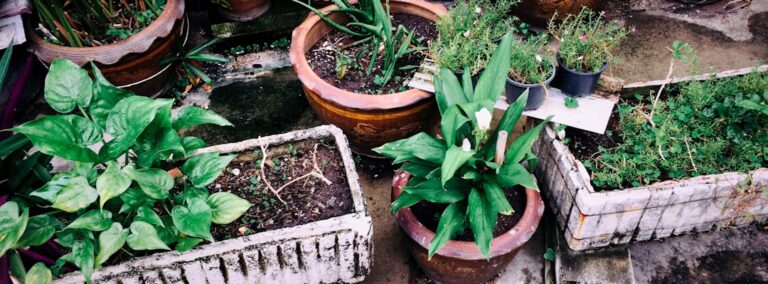 Gardening Hacks to Improve Your Yield and Save Time