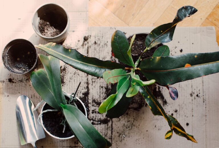 Creating a Beautiful Garden Space with NaturesGardenPapers